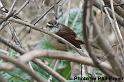 Bewick's Wren